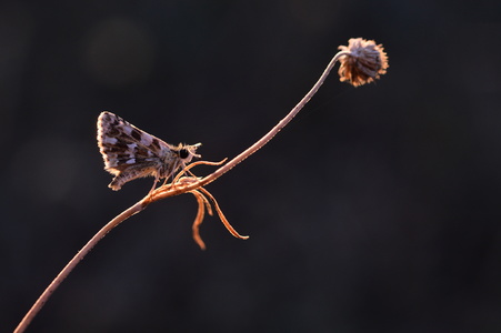 Grizzled Skipper (Pyrgus malvae) Leela Channer